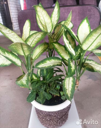 Диффенбахия