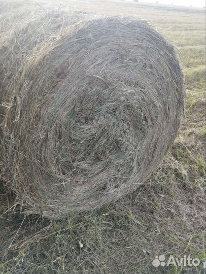 Сено в рулонах 2023
