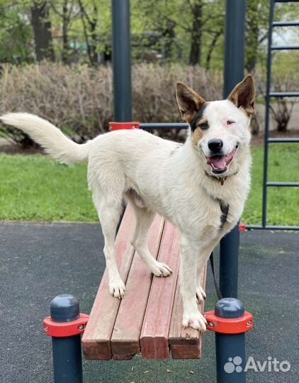 Собака в добрые руки отдам бесплатно