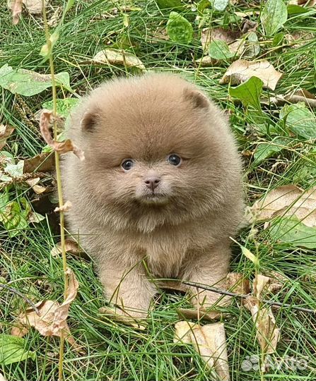 Померашка лиловая