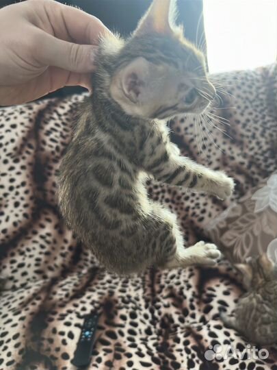 Бенгальская