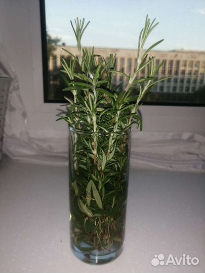 Розмарин черенки