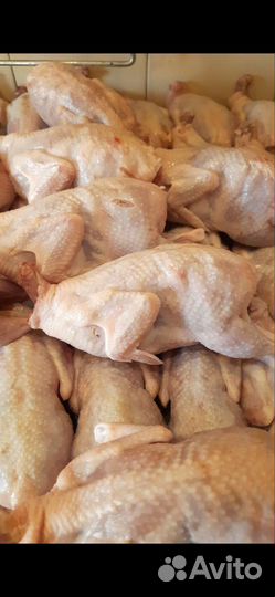 Мясо перепелов