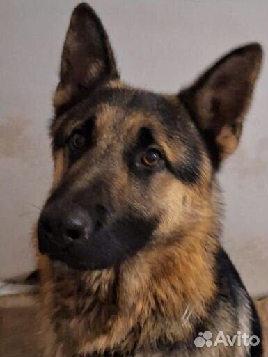 Вязка кабель 1.5 года без опыта