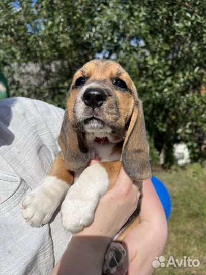 Бигль щенок