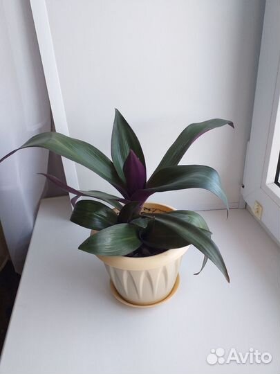 Комнатные цветы