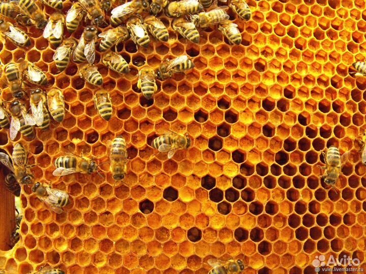 Продажа пчелиных семей