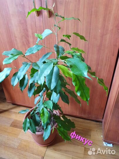 Комнатные цветы