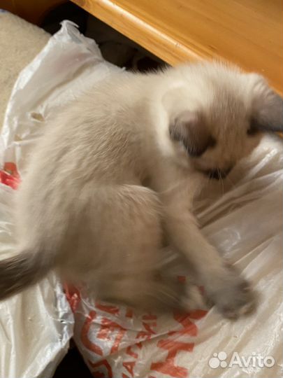 Котята в добрые руки даром
