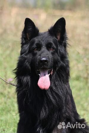 Продам щенков немецкой овчарки