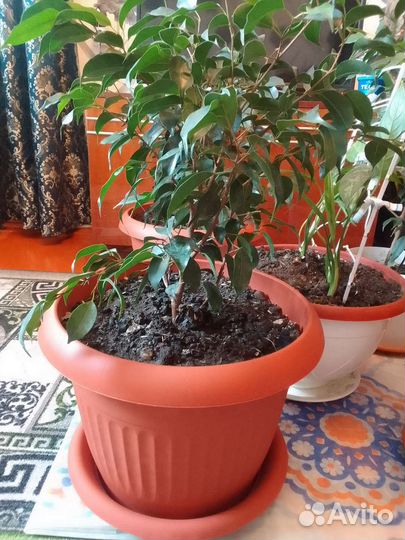 Алоэ, цветы домашние