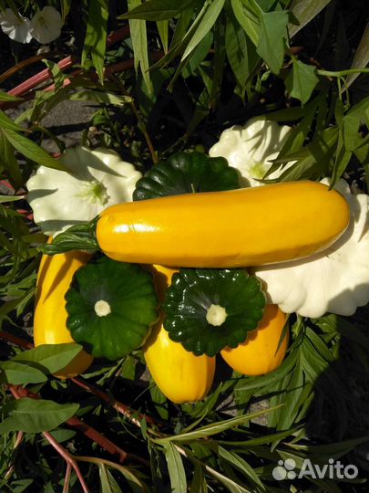 Перец, помидоры, кабачки, патиссоны, свекла