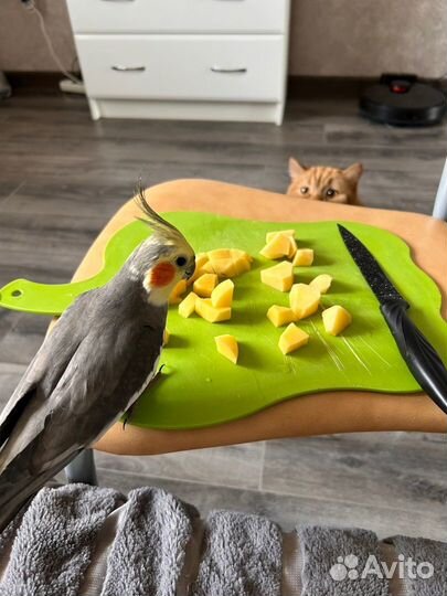 Продам пару Корелл. мальчик и девочка