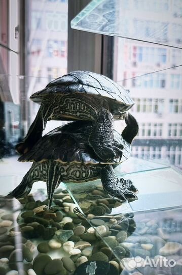 Красноухая черепаха с аквариумом бесплатно