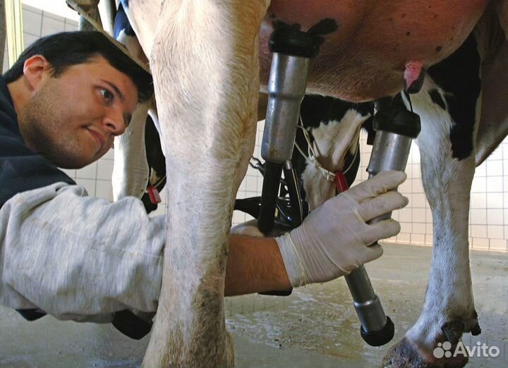 Доярка дояр аппаратная дойка вахта с проживанием