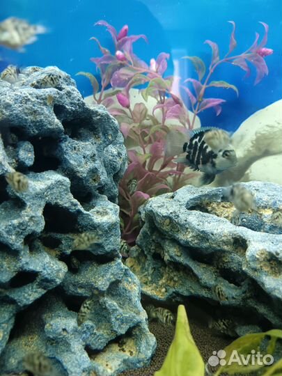 Рыбки сапфировый попугай