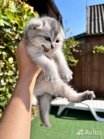 Шотландская вислоухая