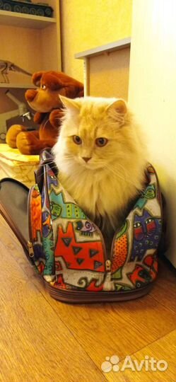 Кот Прохор ищет хозяина