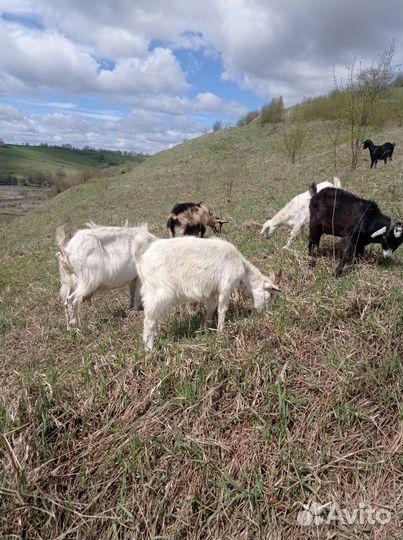 Продам козы дойные