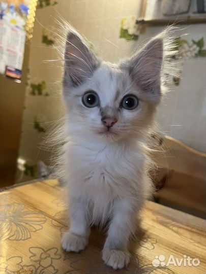 Котенок в добрые руки