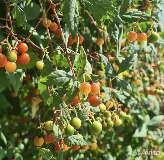 Виноградовник короткоцветковый Ampelopsis