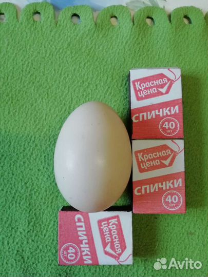 Яйца домашние куриные