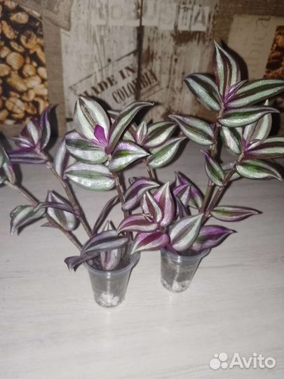 Традесканция