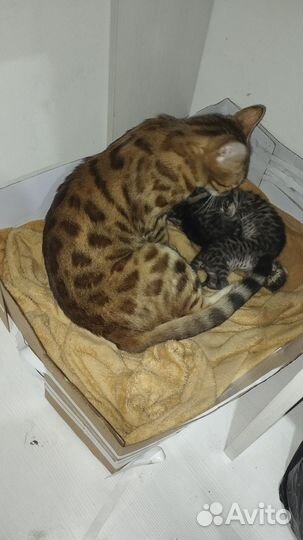 Котята от бенгальской кошки