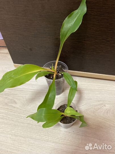 Разные комнатные растения