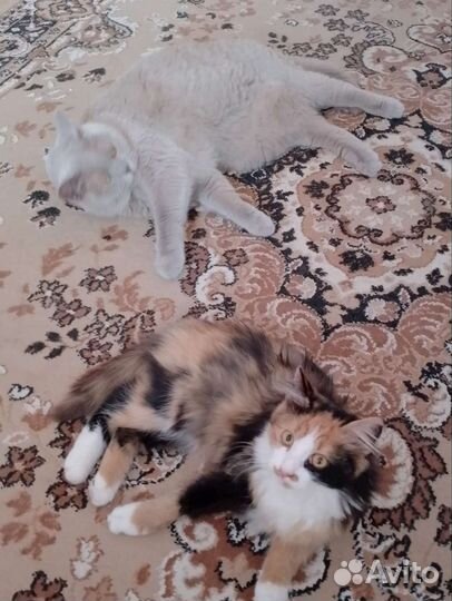 Кошка в дар бесплатно