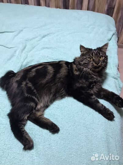 Котик ищет невесту