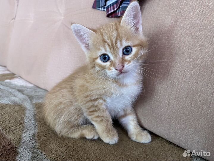 Рыжий котенок