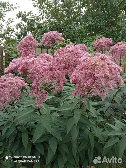 Посконник,многолетние цветы