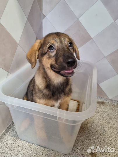 Щенок из приюта в добрые руки бесплатно