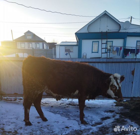 Телки стельные