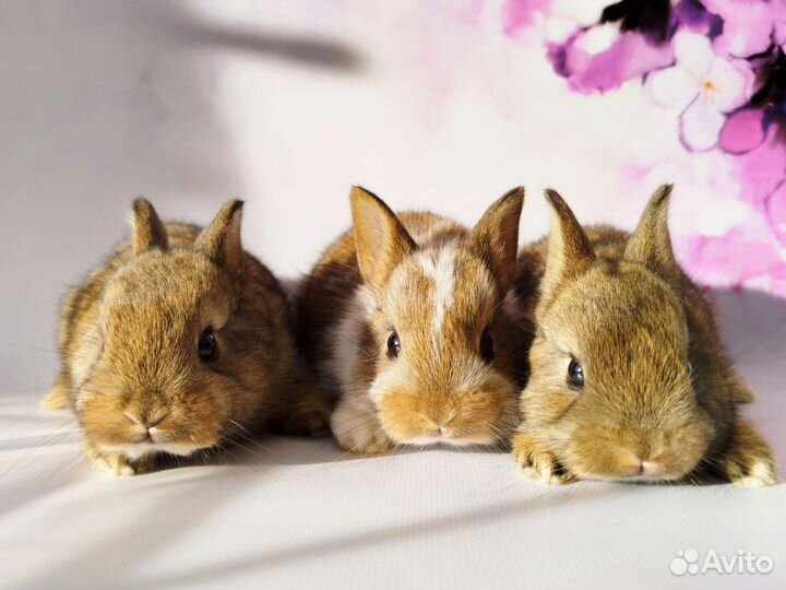 Декоративные крольчата мини