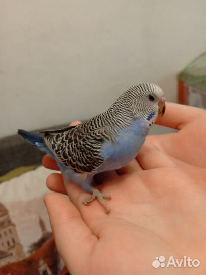 Волнистые попугайчики