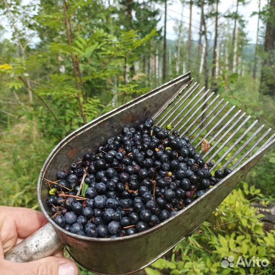Савок для сбора ягод