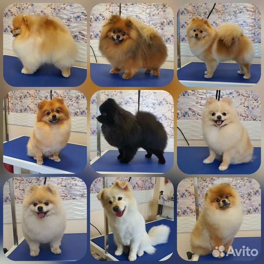 Груминг. Экспресс линька. Стрижка собак и кошек