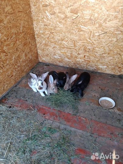 Мясо кролика