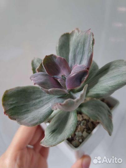 Echeveria ice age, Decora, gigantea