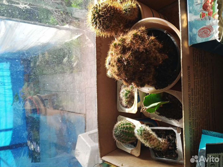 Кактусы разные