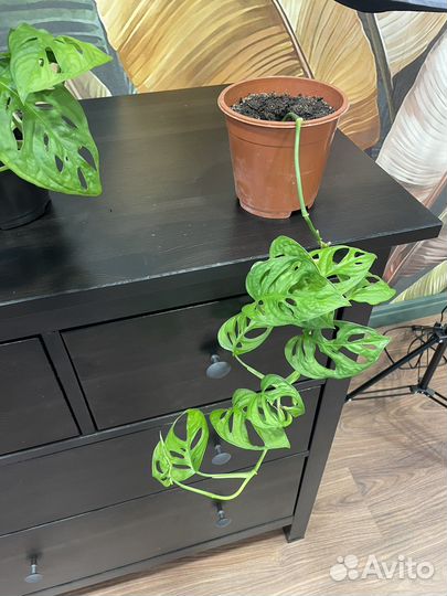 Монстера манки маск