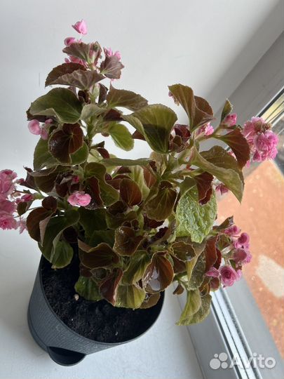 Бегония отростки