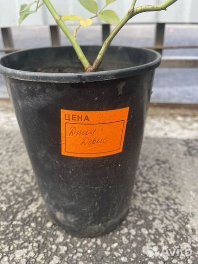 Роза канадская Джон Дэвис