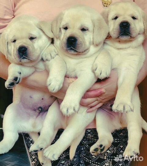 Лабрадор.Щенки
