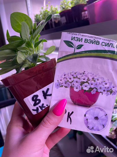 Хризантемы петуния лобелия