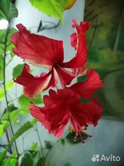 Гибискус китайская роза