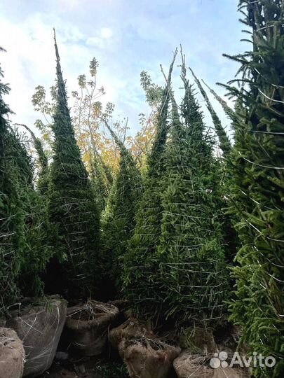 Ель из питомника 6.65 М