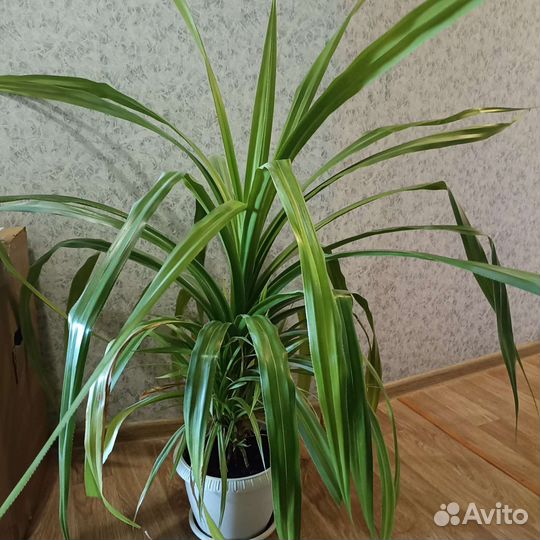 Пальма панданус